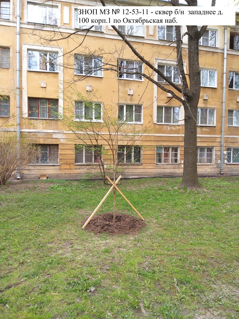 Компенсационная посадка деревьев - Муниципальный округ Народный